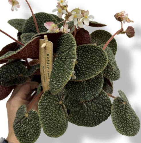 Begonia bullatifolia (Bubble Leaf Beg) – بيجونيا بولاتيفوليا