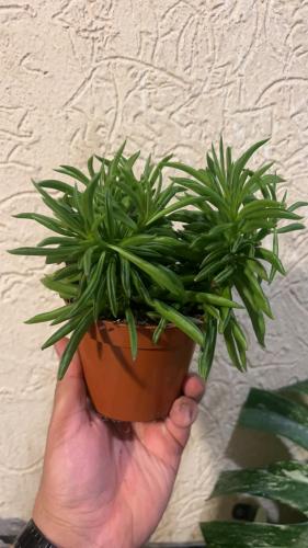 ببروميا فيريراي - Peperomia ferreyrae