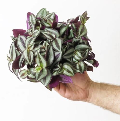 Tradescantia zebrina - ترادسكانتيا زيبرينا