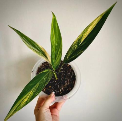 Epipremnum Amplissimum Variegated - ابيبريمنيوم امبليسيمم فرقيتد