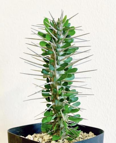 Alluaudia montagnacii – ألووديا مونتاغناسي