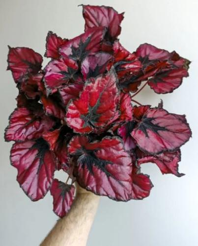 Begonia Red Kiss - بيجونيا قبلة حمراء