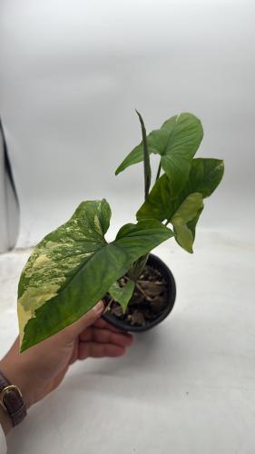 Syngonium Yellow Variegated - سينقونيوم أوريا فرقيتد