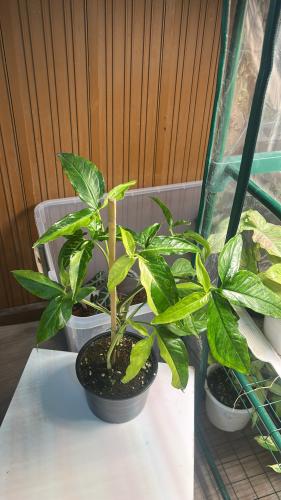 سينجونيوم أنجوستاتوم أصفر فرقيتد - ‏Syngonium Angustatum Yellow Variegated