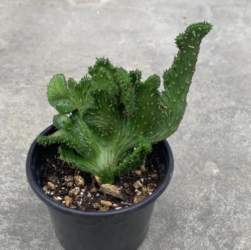 Euphorbia flanaganii crested – يوفوربيا فلاناغاني كريستاتا