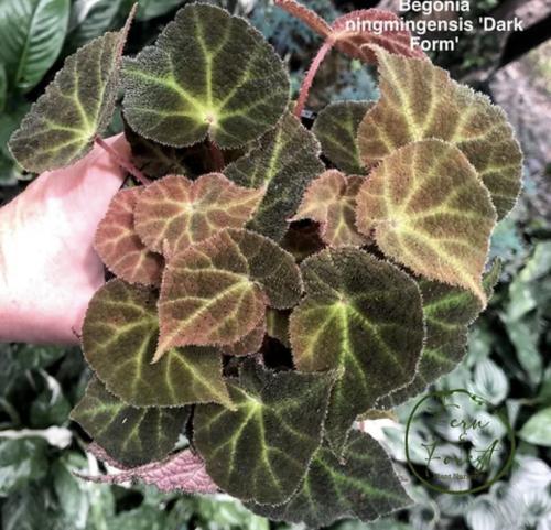 ‏Begonia ningmingensis dark form