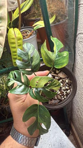 Rhaphidophora tetrasperma ‘Albo Variegata’ – رافيدوفورا تيتراسبيرما ألبو فاريقيتا