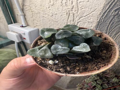 Haworthia maughanii – هاوورثيا موغاني