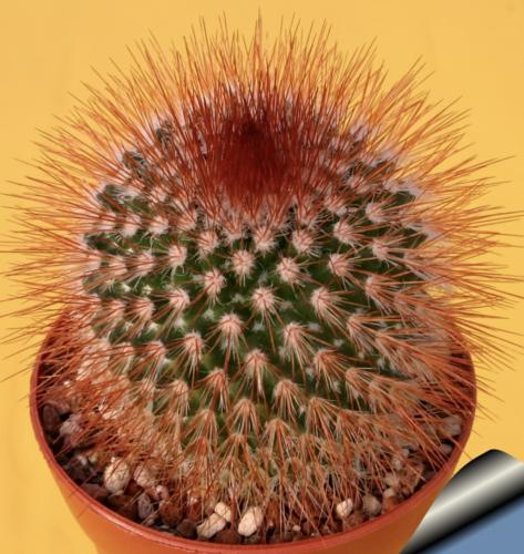Mammillaria spinosissima ‘Rubrispina’