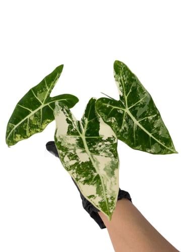 ألوكاسيا فريديك فرقيتد - Variegated Alocasia Frydek