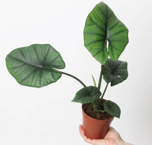Alocasia Bisma Silver - ألوكاسيا بيسما سيلفر