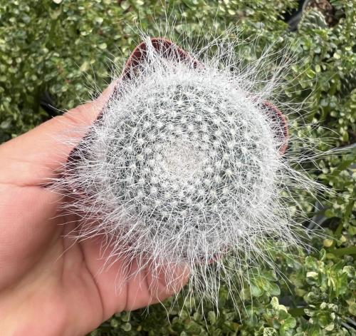 Mammillaria hahniana – ماميلاريا هانيانا