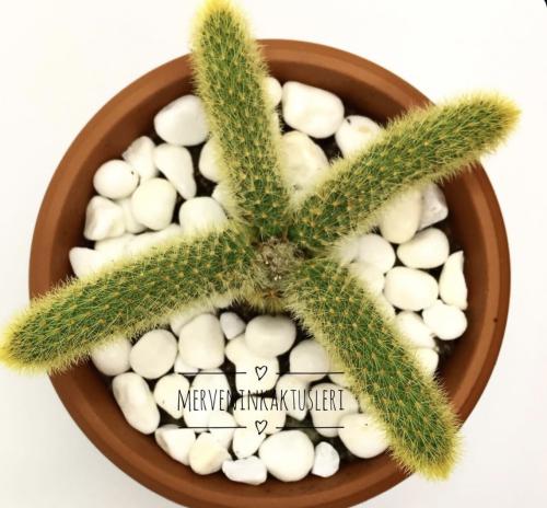 Cleistocactus winteri - Golden Rat Tail Cactus