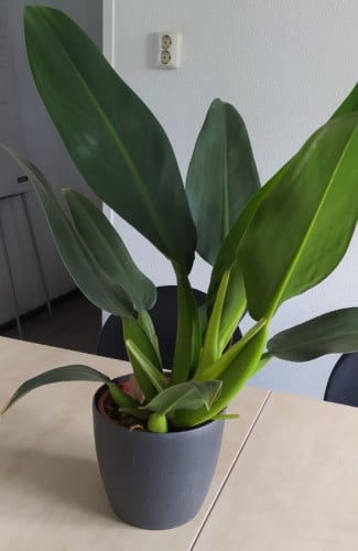 Philodendron Martianum - فيلوديندرون مارتيانوم