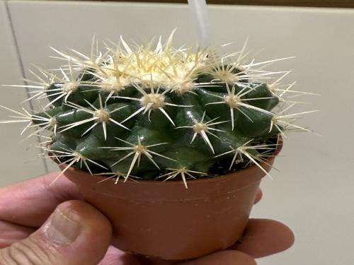 Echinocactus grusonii –صبار الكرة الذهبية