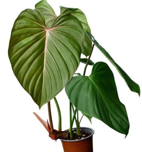 Philodendron Pink Glory - فيلوديندرون بينك جلوري