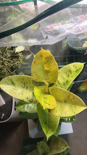 Ficus Shivereana Moonshine - فيكس شيفيريانا مونشين