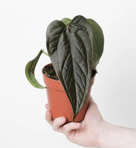 Anthurium Queen of Heart - أنثوريوم ملكة القلب