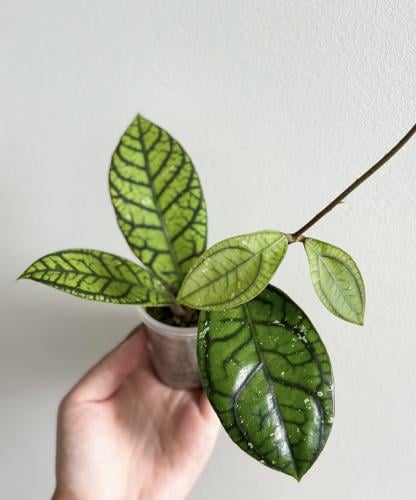 Hoya Callistophylla Vena - هويا كاليستوفيلا فينا