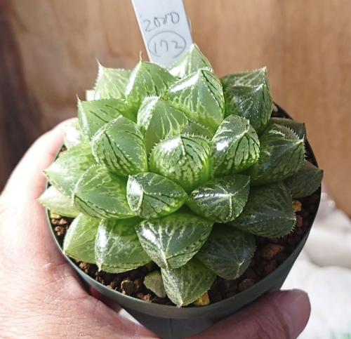 Haworthia hikaru obtusa- هوارثيا هِيكارو أوبتوسا