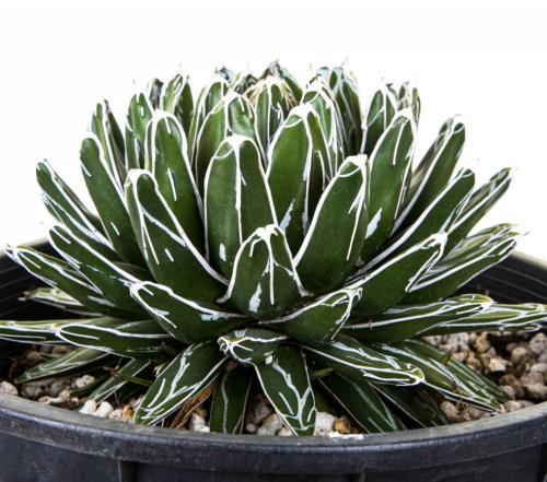 Agave victoriae-reginae – أغاف الملكة فكتوريا