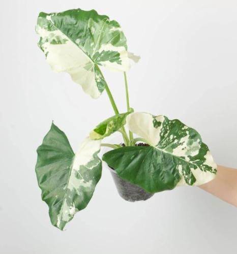 Alocasia Macrorrhiza Variegated – ألوكاسيا ماكروريزا فرقيتد