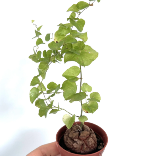 Dioscorea elephantipes (Dioscoreaceae) – نبات قدم الفيل