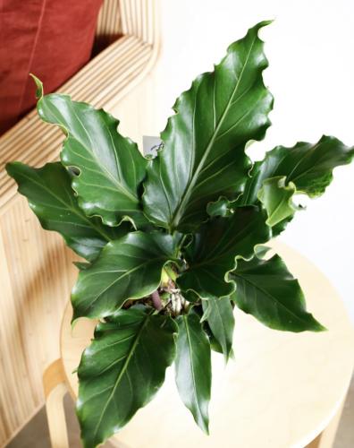 Anthurium plowmanii - أنثوريوم بلوماني