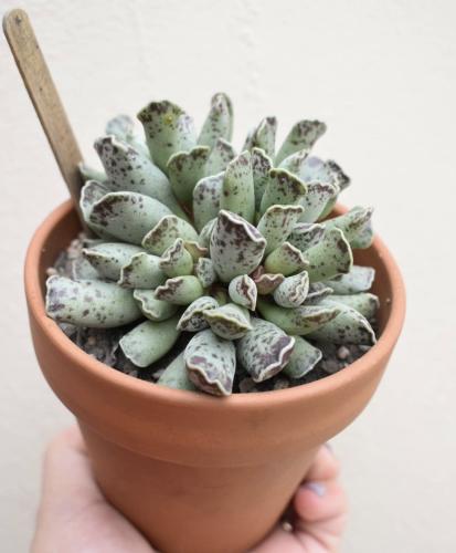Adromischus Cooperi - أدرومشوس كوبيري