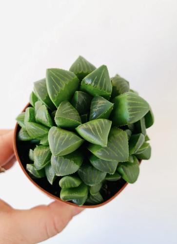Haworthia Retusa -هاورثيا ريتوسا