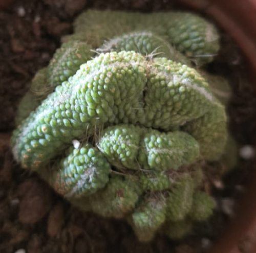 Mammillaria ‘Un Pico’ f. cristata – ماميلاريا يون بيكو كريستاتا