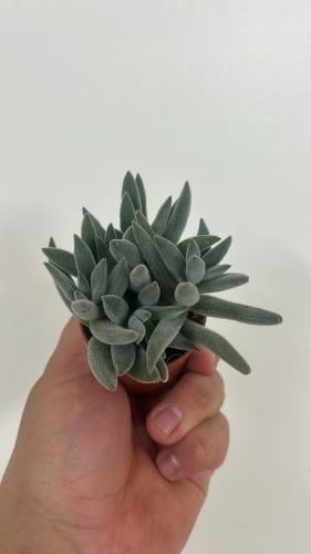 Crassula Silver Spark-كراسولا سيلفر سبارك