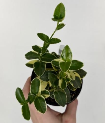 Hoya cumingiana variegated - هويا كومينجيانا فرقيتد