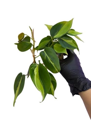 فيلوديندرون كريم سبلاش - Philodendron Cream Splash