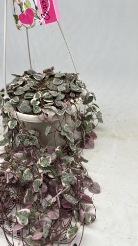 Ceropegia Woodii Variegata - سيروبيجيا وودي فرقيتد