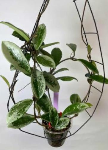 Hoya Carnosa AH-074 Silver