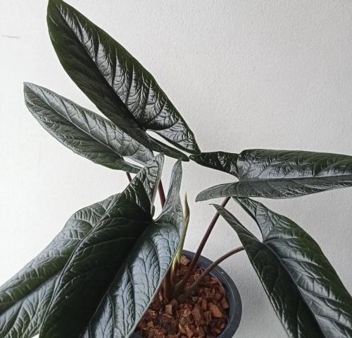 Alocasia Scalprum - ألوكاسيا سكلبرم