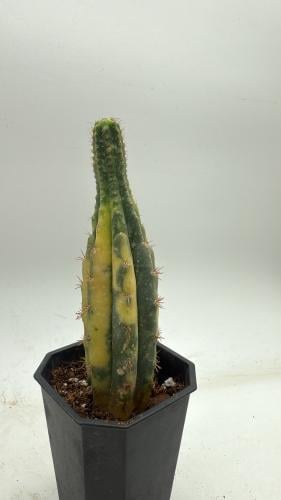 Trichocereus pachanoi f. variegata — تريكو سيريوس باكانوي مبرقش