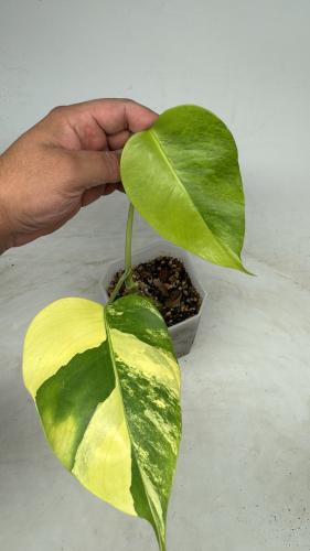 Monstera Deliciosa Aurea Variegated -  مونستيرا ديليسيوسا أوريا فرقيتد