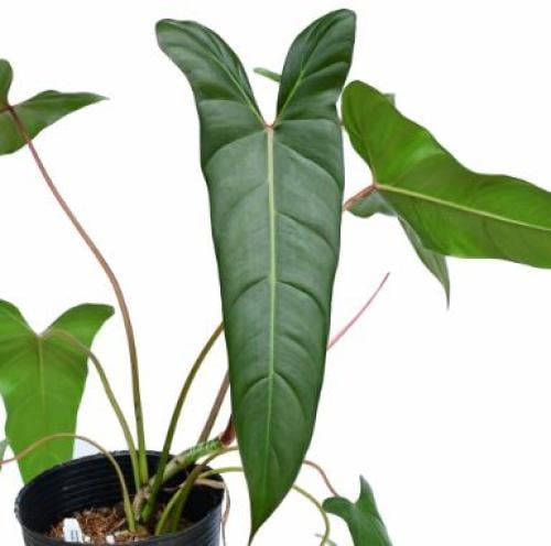 ‏Philodendron Pangui Sunset - ‏فيلوديندرون بانغي سانسيت