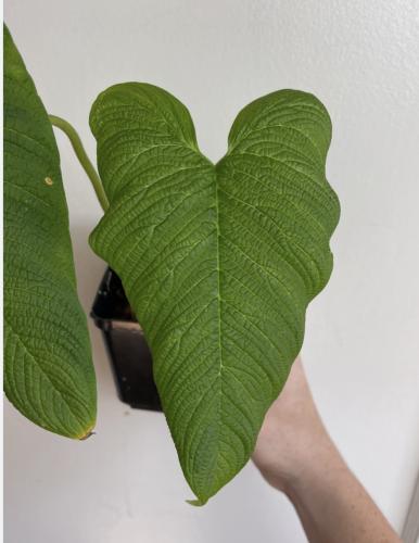 Philodendron Corrugatum - فيلوديندرون كوروجاتوم