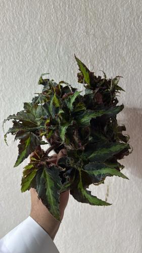 بيجونيا رقصة الأسد – Begonia Lion Dance