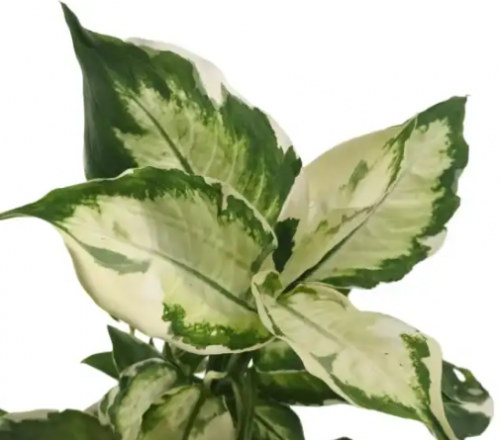 Dieffenbachia seguine 'Cool Beauty' - دفنباخيا كول بيوتي