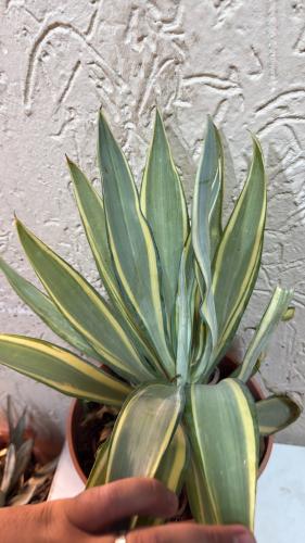 Agave weberi variegated – أغاف ويبيري  فرقيتد