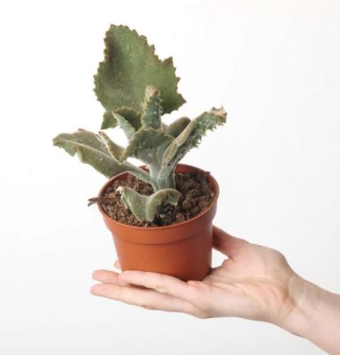 Kalanchoe beharensis - كالانشو بيهارينسيس