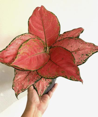 Aglaonema Red Valentine - أجلونيما ريد فالنتين