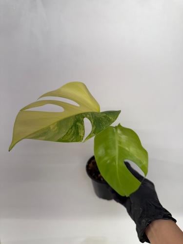Monstera Deliciosa Aurea Variegated -  مونستيرا ديليسيوسا أوريا فرقيتد