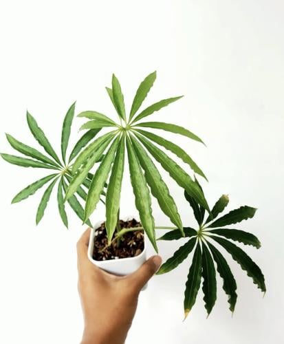 Anthurium Polyschistum – أنثوريوم بوليشستوم