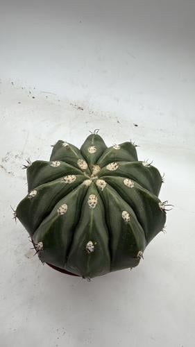 ميلوكاكتوس ماكسوني - Melocactus maxonii