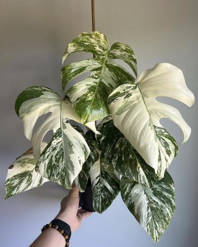 Monstera Deliciosa Albo Variegata- مونستيرا ديليسيوسا ألبو فرقيتد